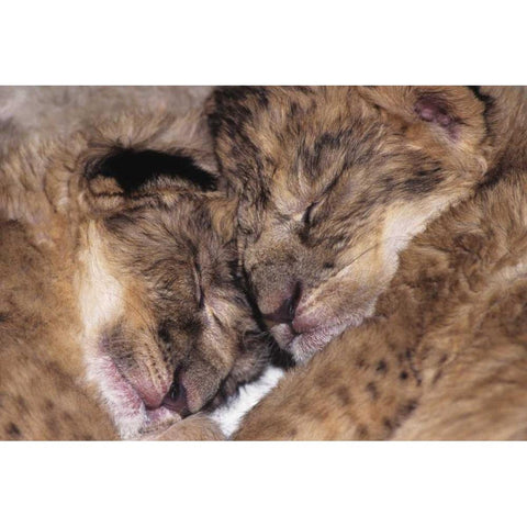 CA, Los Angeles Co, Two sleeping lion babies White Modern Wood Framed Art Print by Welling, Dave