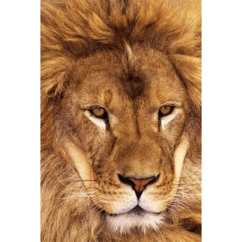 CA, Los Angeles Co, African lion male  Black Modern Wood Framed Art Print by Welling, Dave