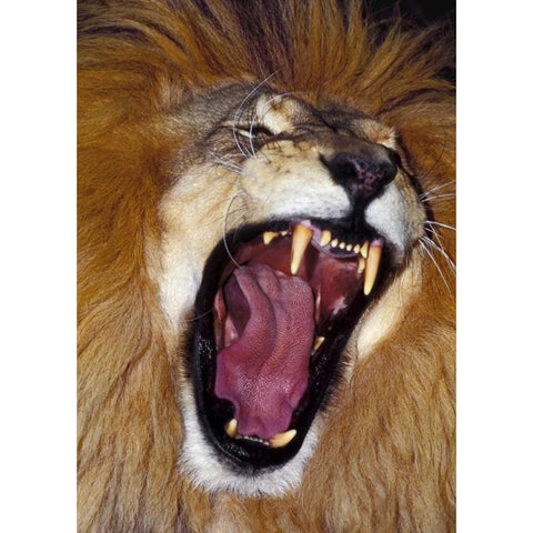 CA, Los Angeles Co, African lion male roaring Black Modern Wood Framed Art Print by Welling, Dave