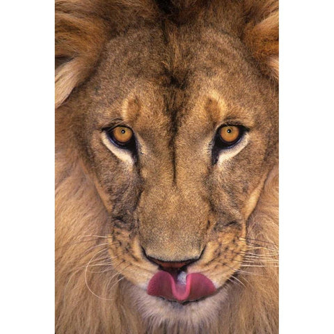 CA, Los Angeles Co, African lion with tongue out Gold Ornate Wood Framed Art Print with Double Matting by Welling, Dave