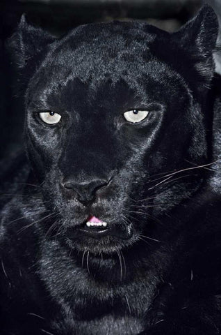 CA, Los Angeles, Portrait of black jaguar adult Black Ornate Wood Framed Art Print with Double Matting by Welling, Dave