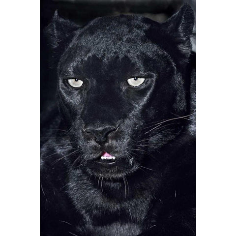 CA, Los Angeles, Portrait of black jaguar adult Black Modern Wood Framed Art Print by Welling, Dave