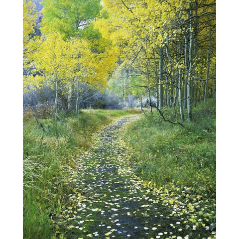 CA, Eastern Sierra Leaf-covered path into forest Black Modern Wood Framed Art Print with Double Matting by Flaherty, Dennis