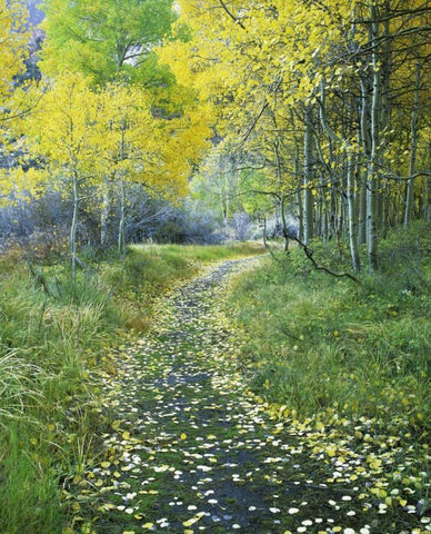 CA, Eastern Sierra Leaf-covered path into forest White Modern Wood Framed Art Print with Double Matting by Flaherty, Dennis