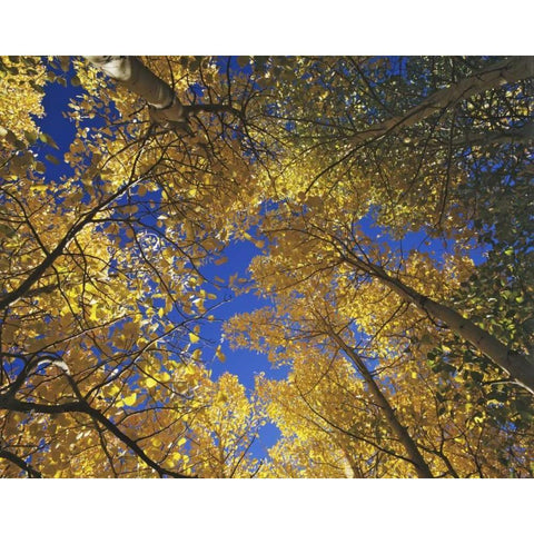 CA, Sierra Nevada, Inyo NF Yellow aspen leaves White Modern Wood Framed Art Print by Flaherty, Dennis