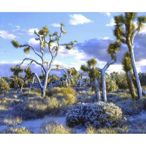 CA, Joshua Tree NP snowy Joshua trees in desert Black Modern Wood Framed Art Print by Talbot Frank, Christopher