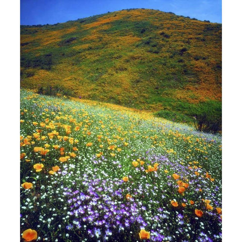 CA, Lake Elsinore Flowers covering a hillside Black Modern Wood Framed Art Print by Talbot Frank, Christopher