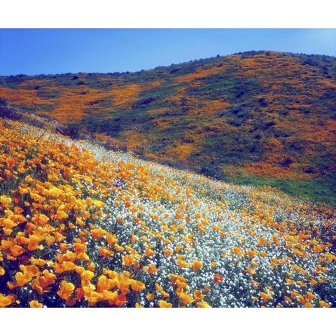 CA, Lake Elsinore Wildflowers covering a hill Gold Ornate Wood Framed Art Print with Double Matting by Talbot Frank, Christopher