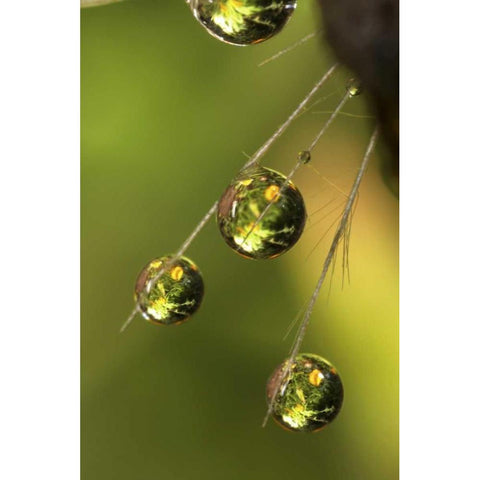 CA, San Diego Water droplets on a dandelion  Black Modern Wood Framed Art Print with Double Matting by Talbot Frank, Christopher