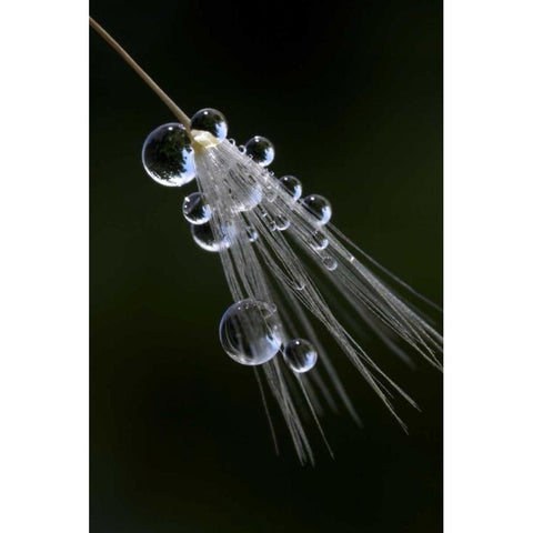CA, San Diego Droplets on a dandelion seed Black Modern Wood Framed Art Print by Talbot Frank, Christopher