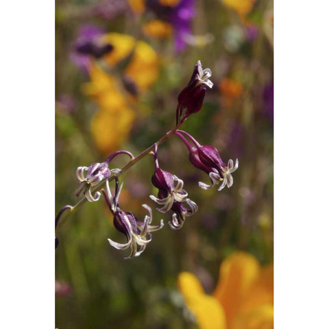 CA, San Diego flowers in Rattlesnake Canyon Black Modern Wood Framed Art Print with Double Matting by Talbot Frank, Christopher