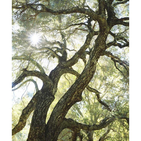 CA, San Diego Sunlight through a live oak tree Black Modern Wood Framed Art Print by Talbot Frank, Christopher