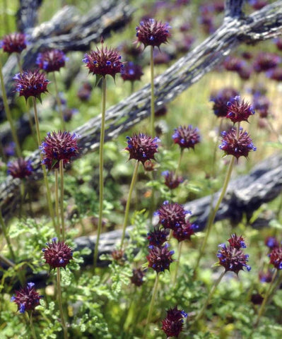CA, San Diego Chia in Anza-Borrego Desert Black Ornate Wood Framed Art Print with Double Matting by Talbot Frank, Christopher