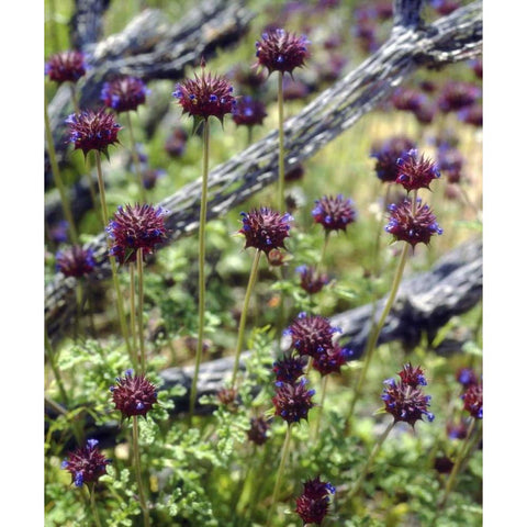 CA, San Diego Chia in Anza-Borrego Desert Gold Ornate Wood Framed Art Print with Double Matting by Talbot Frank, Christopher