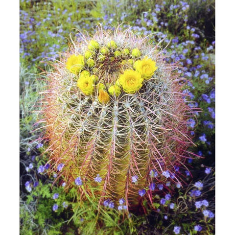 CA Blooming barrel cactus in Anza-Borrego Desert White Modern Wood Framed Art Print by Talbot Frank, Christopher