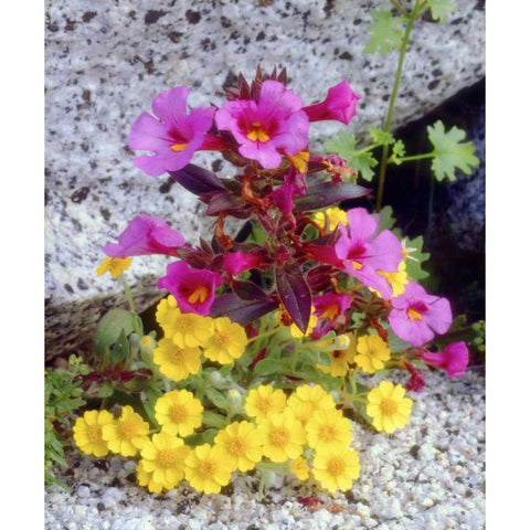 CA, Anza-Borrego Daisy and monkey flowers White Modern Wood Framed Art Print by Talbot Frank, Christopher