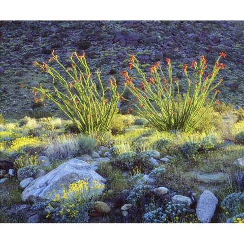 CA, San Diego Blooming ocotillo and brittlebush Black Modern Wood Framed Art Print by Talbot Frank, Christopher