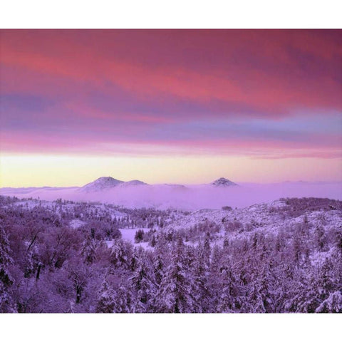 CA, San Diego Snowy trees in the Laguna Mts Black Modern Wood Framed Art Print by Talbot Frank, Christopher