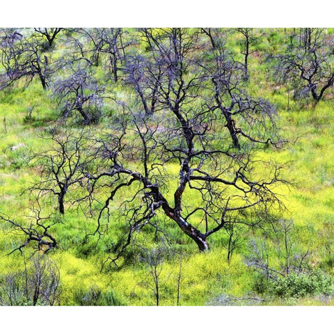 CA, San Diego Mustard plants inÂ Cleveland NF Black Modern Wood Framed Art Print with Double Matting by Talbot Frank, Christopher