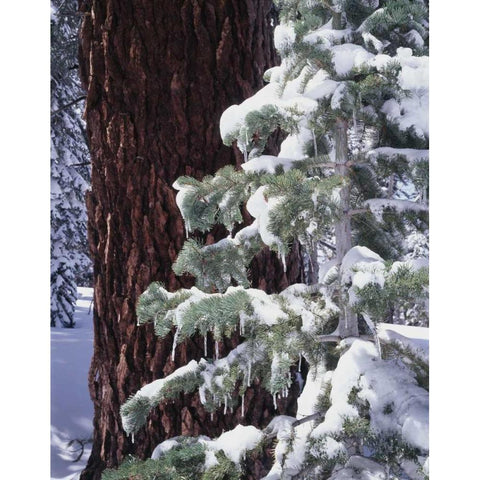 CA, Sierra Nevada Snow-covered red fir trees Gold Ornate Wood Framed Art Print with Double Matting by Talbot Frank, Christopher