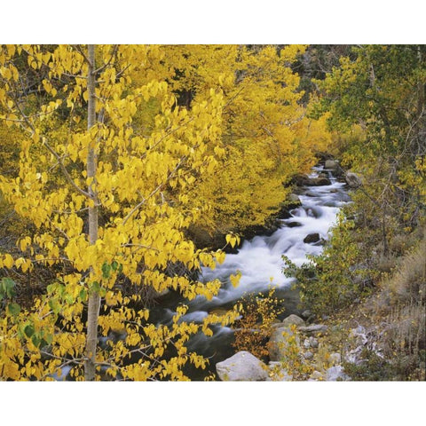 California Bishop Creek and aspens in autumn White Modern Wood Framed Art Print by Flaherty, Dennis