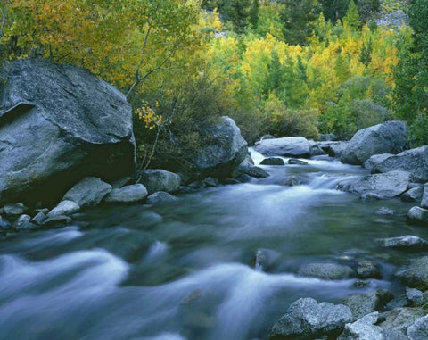 California Bishop Creek and aspens in autumn White Modern Wood Framed Art Print with Double Matting by Flaherty, Dennis