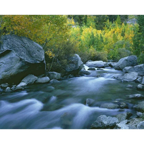 California Bishop Creek and aspens in autumn Gold Ornate Wood Framed Art Print with Double Matting by Flaherty, Dennis