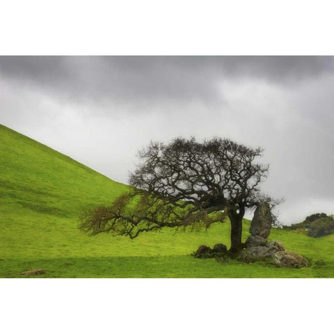 California An oak stands alone under clouds Black Modern Wood Framed Art Print by Paulson, Don