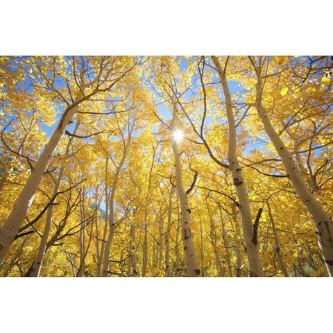 CA, Sierra Nevada Fall colors of aspen trees Black Modern Wood Framed Art Print with Double Matting by Talbot Frank, Christopher