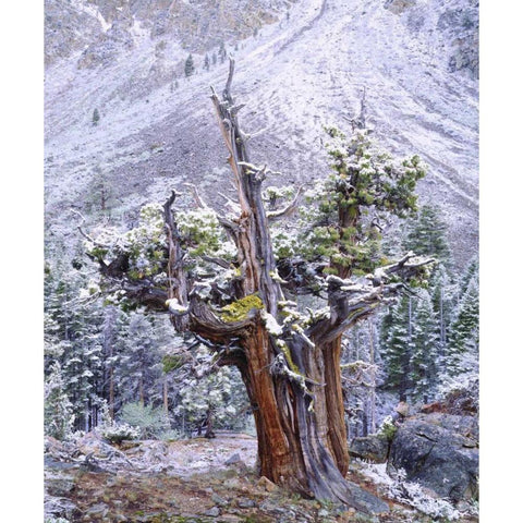 CA, Sierra Nevada Snow-covered trees Black Modern Wood Framed Art Print with Double Matting by Talbot Frank, Christopher