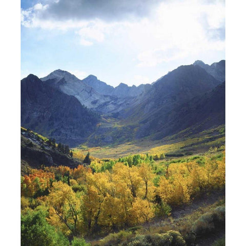 CA, Sierra NevadaÂ Autumn on trees in valley Black Modern Wood Framed Art Print by Talbot Frank, Christopher