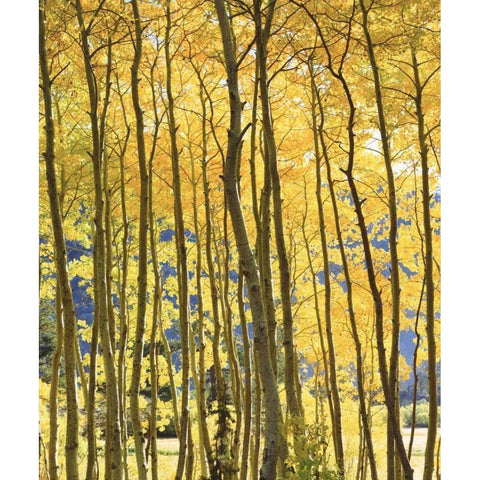 CA, Sierra Nevada Fall colors of aspen trees Black Modern Wood Framed Art Print by Talbot Frank, Christopher