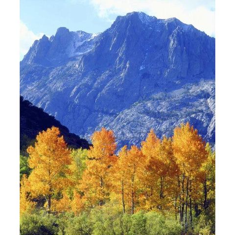 CA, Sierra Nevada Autumn on trees in valley Black Modern Wood Framed Art Print by Talbot Frank, Christopher