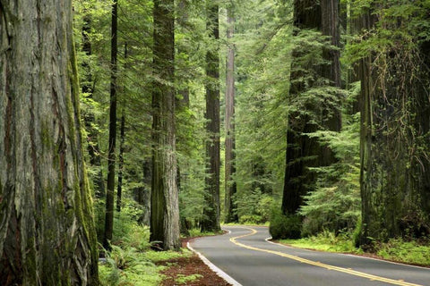 CA, Humboldt Redwoods SP, Avenue of the Giants White Modern Wood Framed Art Print with Double Matting by Paulson, Don