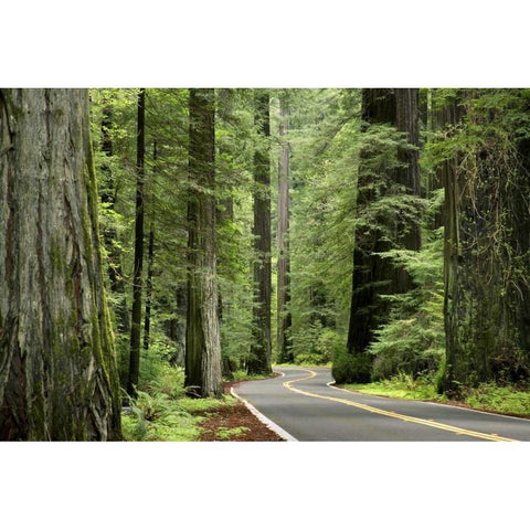 CA, Humboldt Redwoods SP, Avenue of the Giants Black Modern Wood Framed Art Print by Paulson, Don