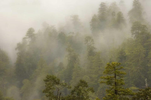 CA, Redwood Creek Overlook Fog covers the forest White Modern Wood Framed Art Print with Double Matting by Paulson, Don