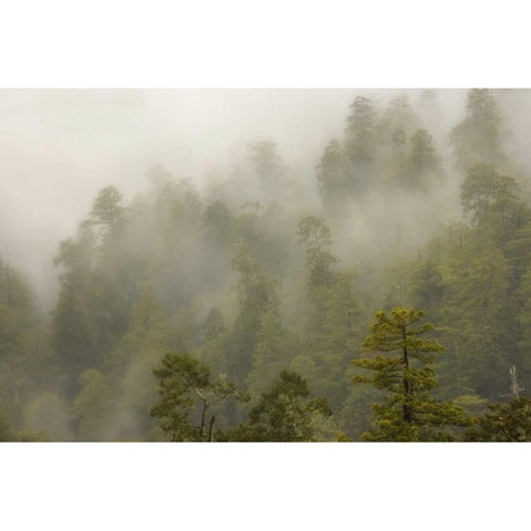 CA, Redwood Creek Overlook Fog covers the forest White Modern Wood Framed Art Print by Paulson, Don