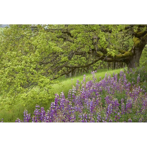 CA, Redwoods Lupines and and oak trees in spring White Modern Wood Framed Art Print by Paulson, Don