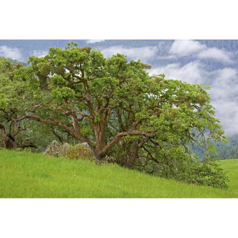 CA, Redwoods Large oak trees in mountain meadow Black Modern Wood Framed Art Print by Paulson, Don