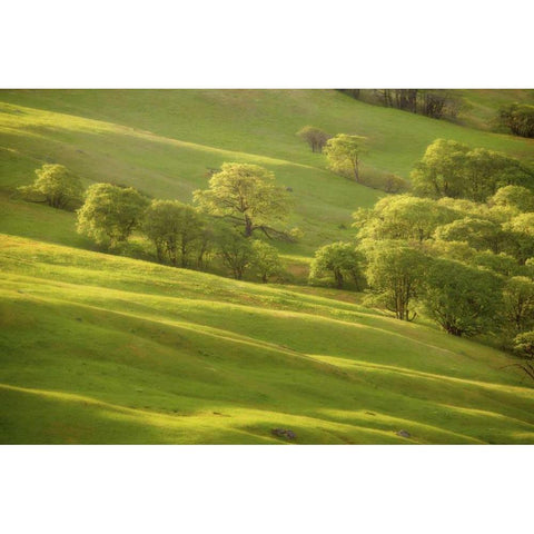 CA, Redwoods Sunrise on green sloping meadow Gold Ornate Wood Framed Art Print with Double Matting by Paulson, Don