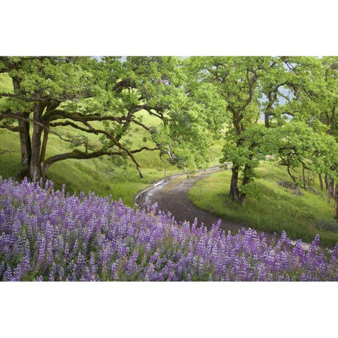 CA, Redwoods Road winds past flowers and trees Black Modern Wood Framed Art Print by Paulson, Don