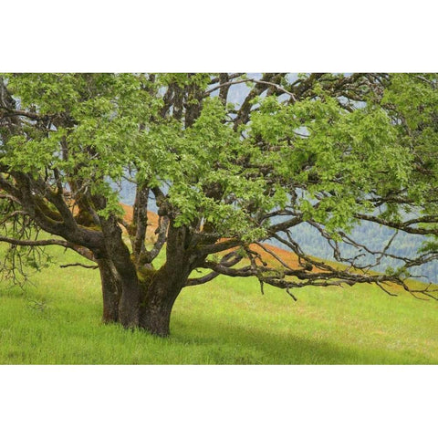 California, Redwood NP Oak tree in alpine meadow Black Modern Wood Framed Art Print by Paulson, Don
