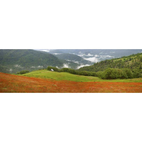 CA, Redwoods Mountain scenic with old barn Gold Ornate Wood Framed Art Print with Double Matting by Paulson, Don