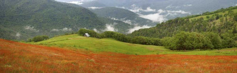 CA, Redwoods Mountain scenic with old barn Black Ornate Wood Framed Art Print with Double Matting by Paulson, Don