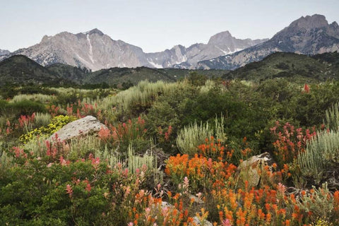 CA, flowers bloom in the Sierra Nevada mountains White Modern Wood Framed Art Print with Double Matting by Flaherty, Dennis