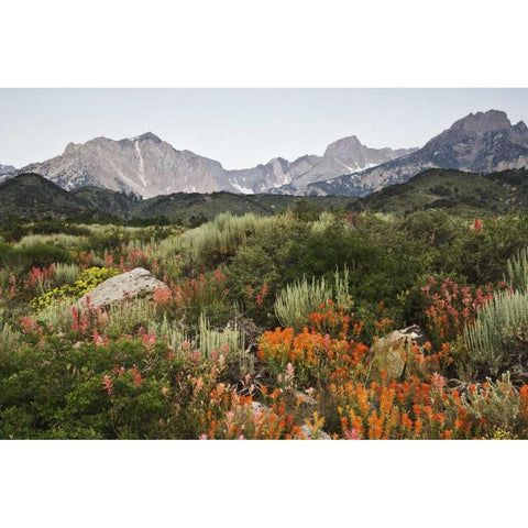 CA, flowers bloom in the Sierra Nevada mountains White Modern Wood Framed Art Print by Flaherty, Dennis