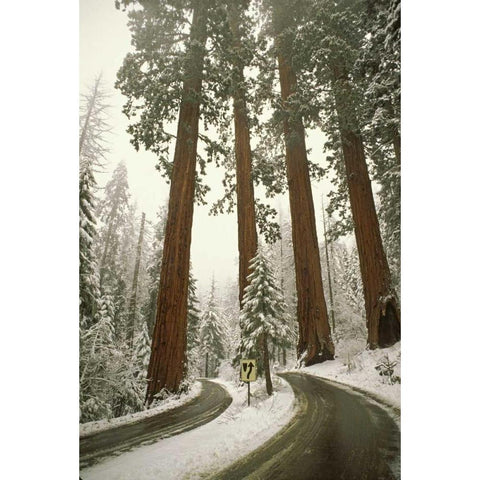 CA, Sequoia NP Spring snowfall at park entrance Black Modern Wood Framed Art Print with Double Matting by Grall, Don