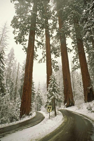 CA, Sequoia NP Spring snowfall at park entrance White Modern Wood Framed Art Print with Double Matting by Grall, Don