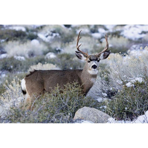 CA, Sierra Mountains Mule deer buck with antlers White Modern Wood Framed Art Print by Flaherty, Dennis