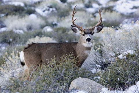 CA, Sierra Mountains Mule deer buck with antlers White Modern Wood Framed Art Print with Double Matting by Flaherty, Dennis